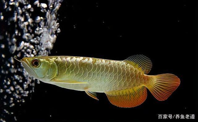金龍魚爛尾病能自愈嗎？