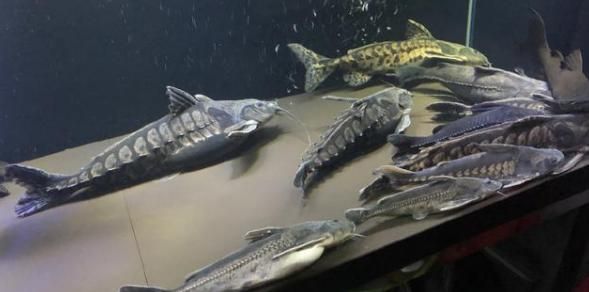 鐵甲武士（古代鐵甲武士魚的飼養技巧，鐵甲武士魚的飼養技巧）