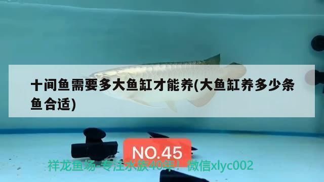 龍魚和十間能一起養嗎：龍魚和十間魚混養注意事項