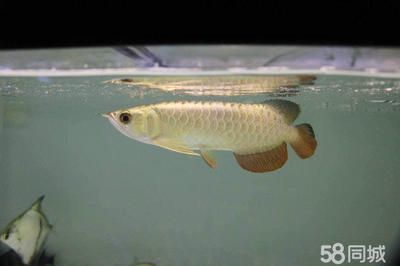 龍魚缸水突然變渾濁：如何預(yù)防龍魚缸水突然變渾濁的問題