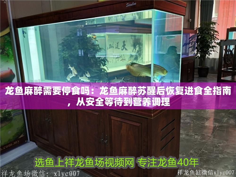 龍魚麻醉需要停食嗎：龍魚麻醉蘇醒后恢復進食全指南，從安全等待到營養調理