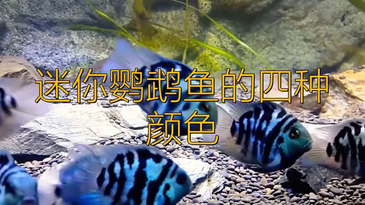 迷你鸚鵡魚的四種顏色