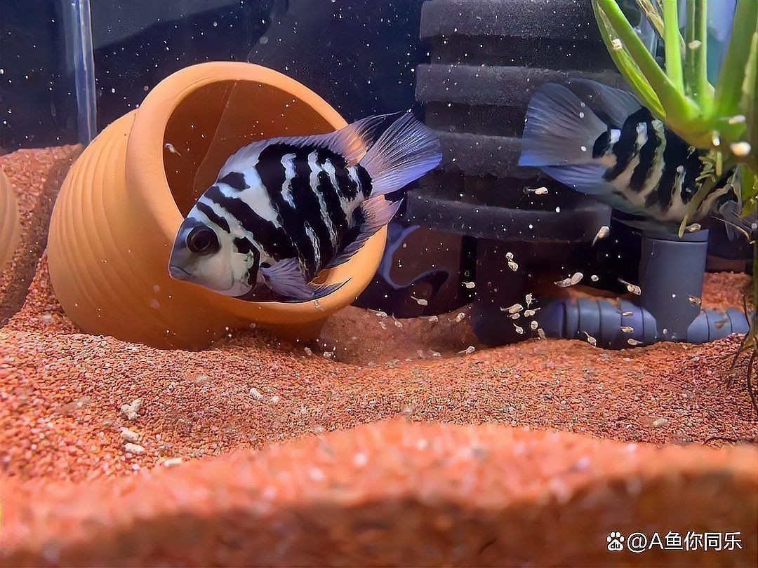 迷你鸚鵡魚的四種顏色