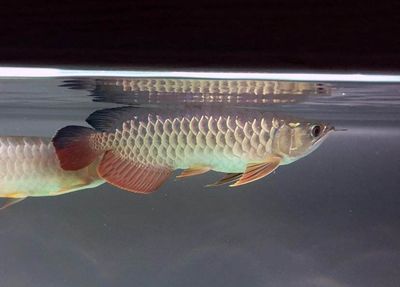 龍魚高背和過背哪個好看：龍魚高背和過背哪個更受市場歡迎 龍魚高背和過背哪個好看：龍魚高背和過背哪個更受市場歡迎 龍魚百科 第3張