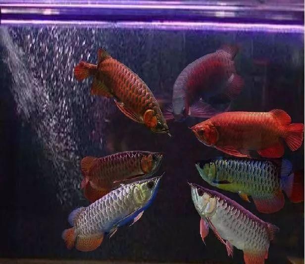 紅尾金龍魚什么時候發色好：紅尾金龍魚發色時間主要取決于其生活環境和生活環境