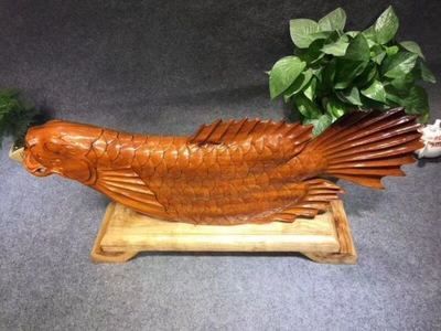 緬甸金龍魚（緬甸政府已立法禁止捕撈金龍魚）