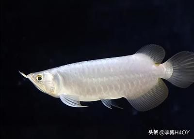 銀龍魚全身都是白的膜怎么回事（銀龍魚全身覆蓋白膜可能由多種因素引起）