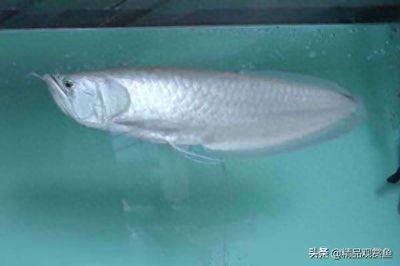 銀龍魚全身都是白的膜怎么回事（銀龍魚全身覆蓋白膜可能由多種因素引起）