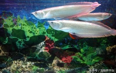 銀龍魚全身都是白的膜怎么回事（銀龍魚全身覆蓋白膜可能由多種因素引起）