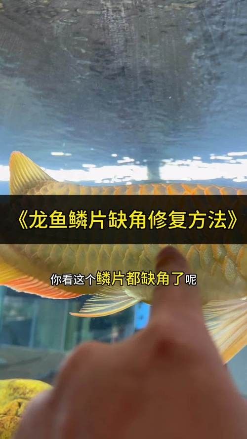 龍魚鱗片潰爛怎么治療圖片