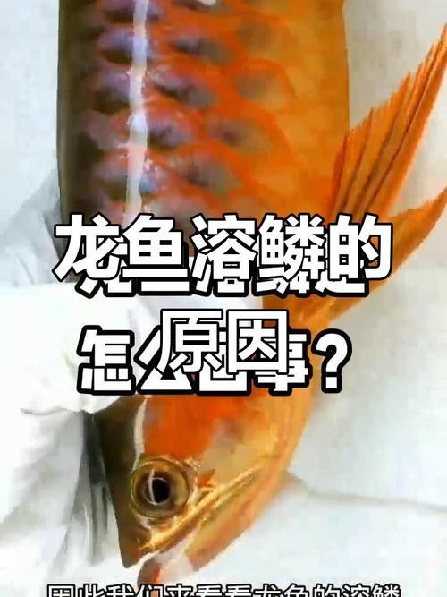 龍魚鱗片潰爛怎么治療圖片
