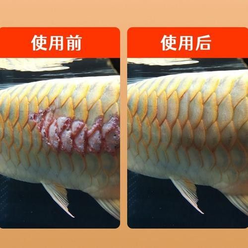 龍魚鱗片潰爛怎么治療圖片