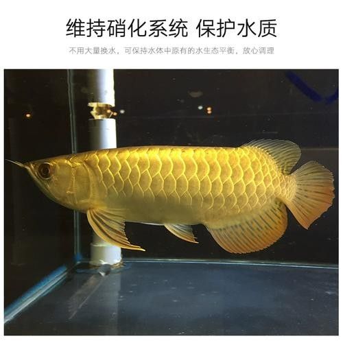 龍魚鱗片潰爛怎么治療圖片