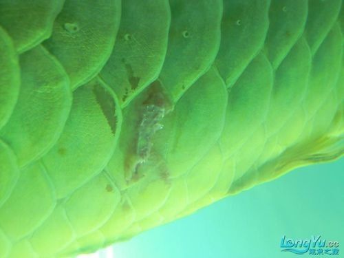 龍魚鱗片潰爛怎么治療圖片