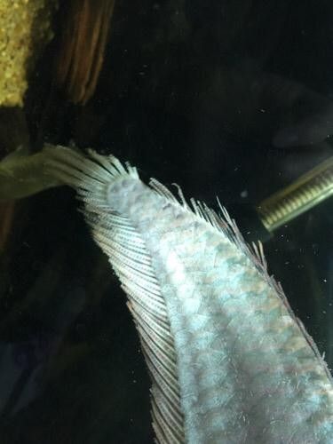龍魚鱗片潰爛怎么治療圖片