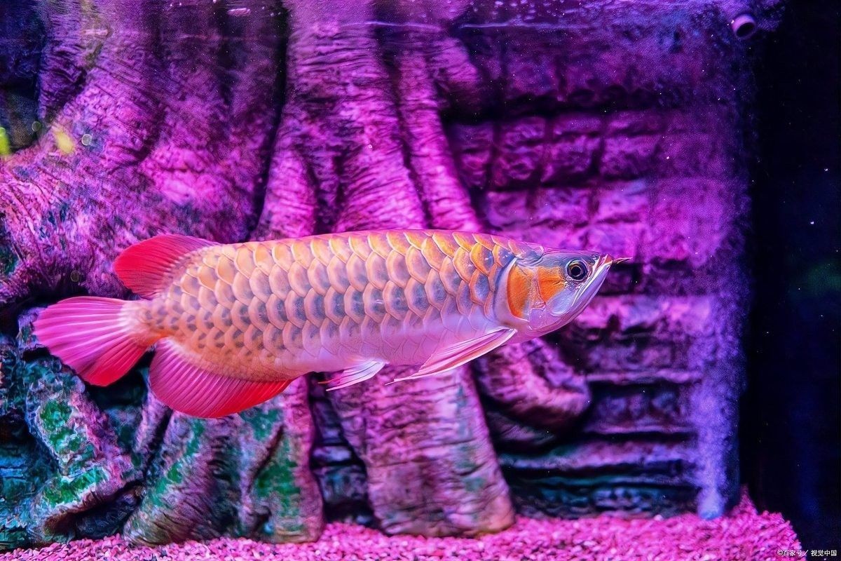 龍魚鱗片潰爛怎么治療圖片