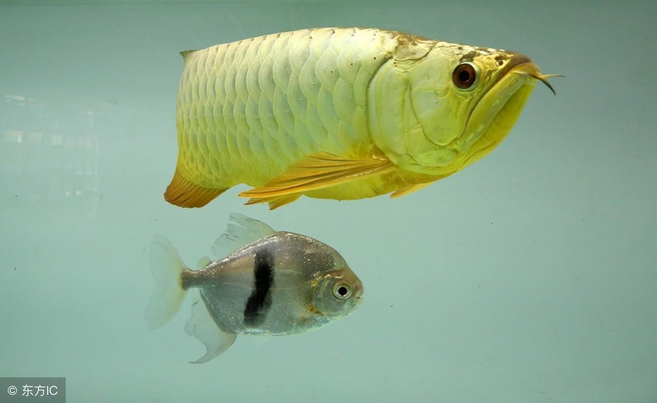金龍魚吃什么長得快又好養(yǎng)：金龍魚吃什么長得快