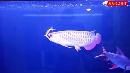 一米龍魚工作室（一米龍魚工作室的地址位于深圳市福田區華強北街道深南中路與福華路交匯處）