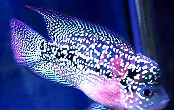 羅漢魚(yú)價(jià)格表