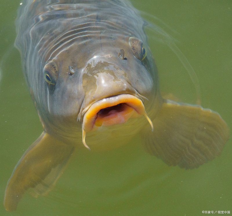 馬拉莫魚(yú)認(rèn)主人的表現(xiàn)