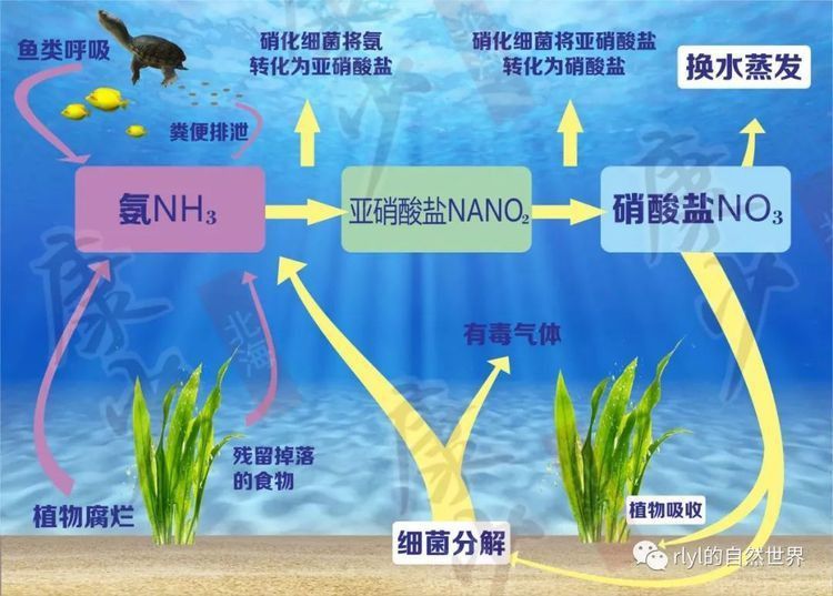 白子金龍的培育難度大嗎？