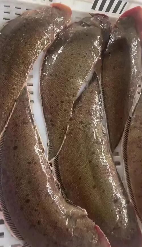 龍利魚和龍魚的區別是什么