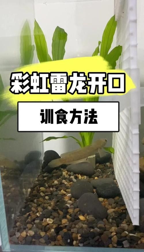雷龍魚喂什么長的快