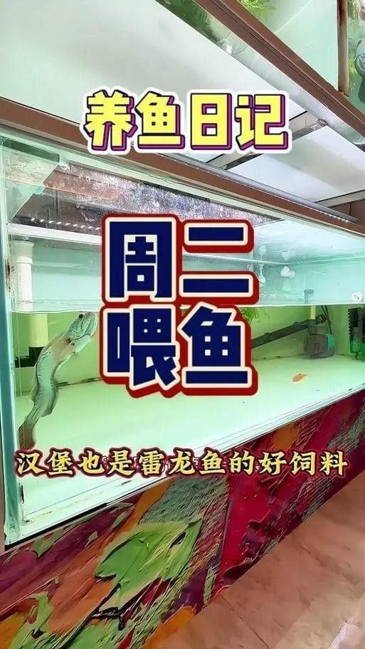 雷龍魚喂什么長的快