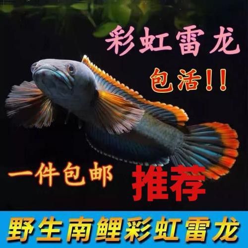 南鱧雷龍魚圖片