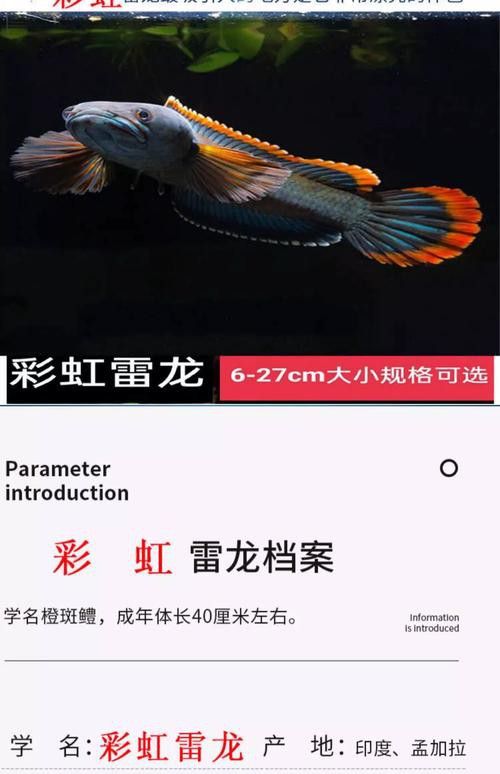 南鱧雷龍魚圖片