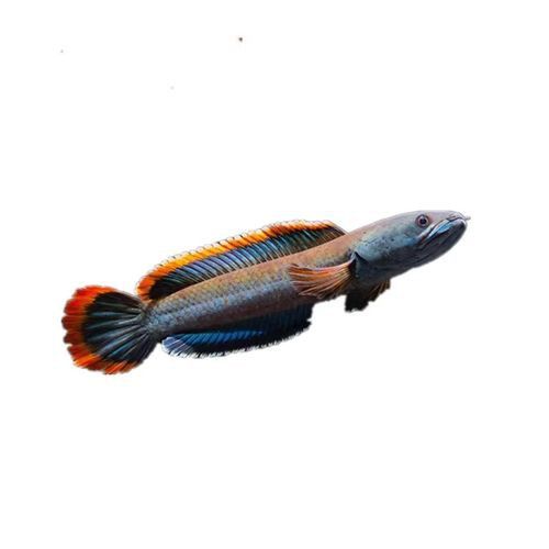 南鱧雷龍魚圖片