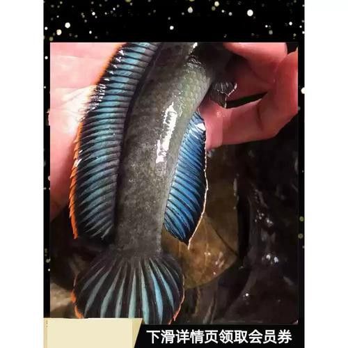 南鱧雷龍魚圖片