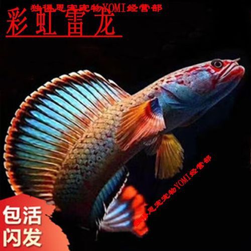 南鱧雷龍魚圖片