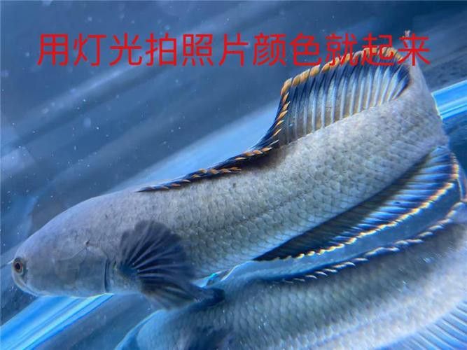 南鱧雷龍魚圖片