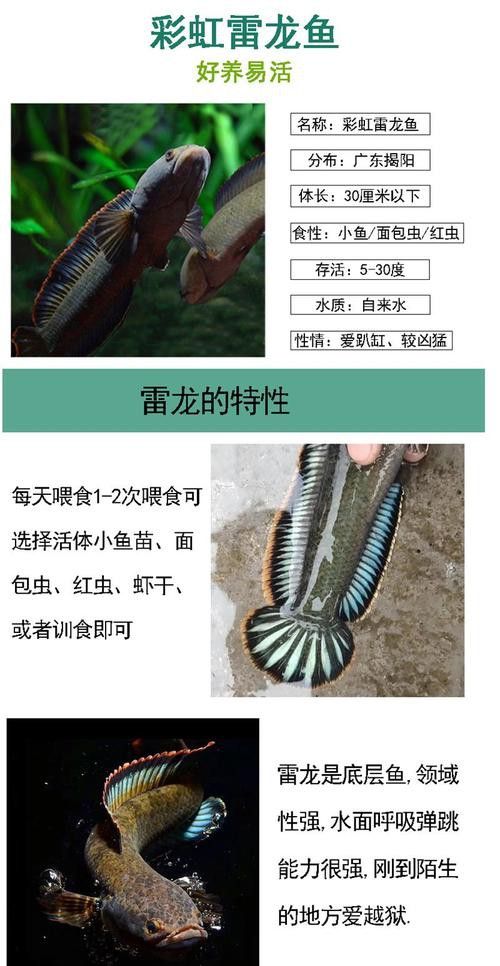 南鱧雷龍魚圖片