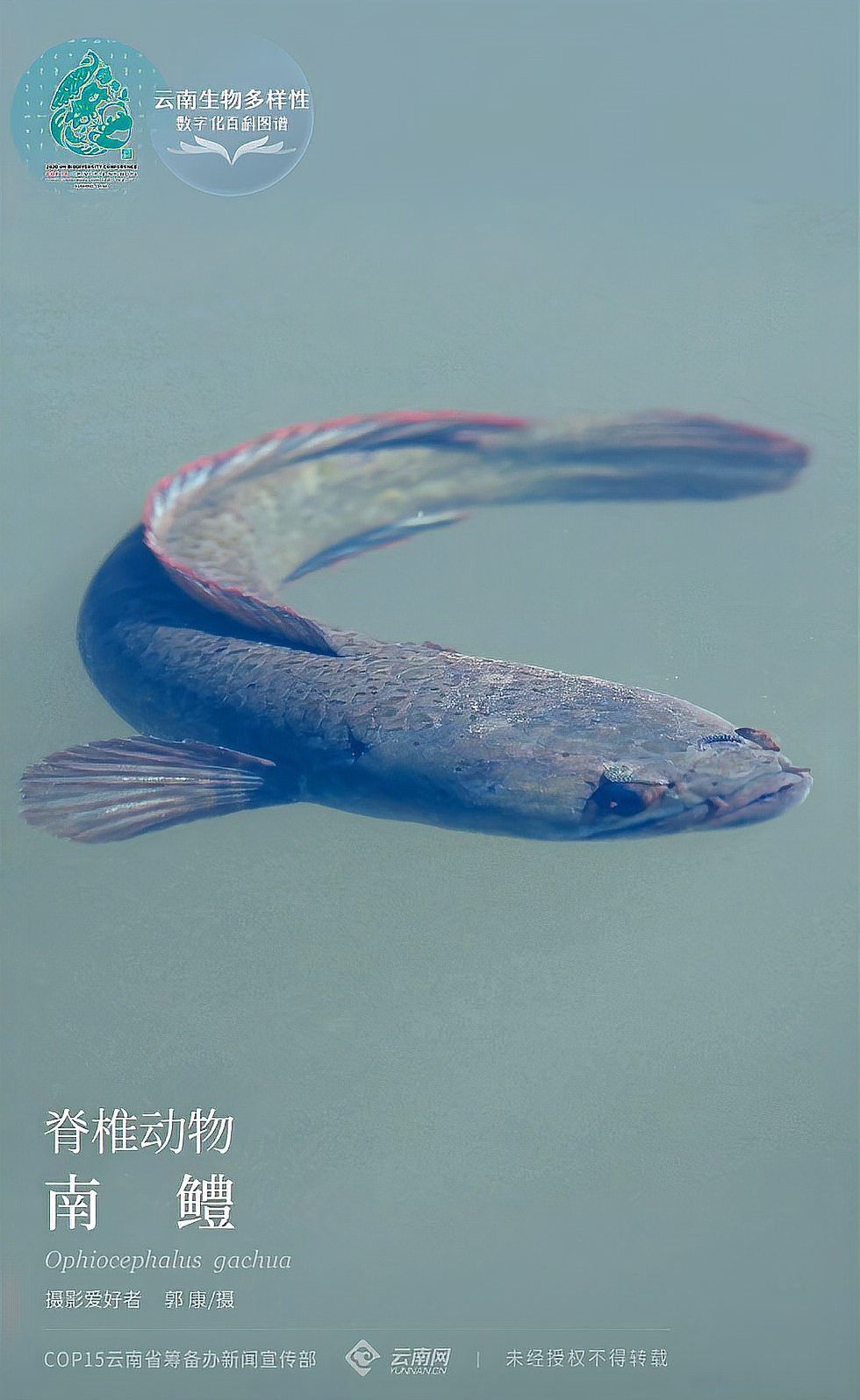 南鱧雷龍魚圖片