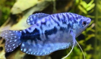 藍龍魚長多大：藍龍魚的體長一般在10-15厘米之間