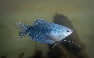 藍龍魚長多大：藍龍魚的體長一般在10-15厘米之間