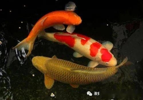 龍魚用什么燈最好：龍魚用什么燈好一點兒？全面解析龍魚燈的選擇與使用