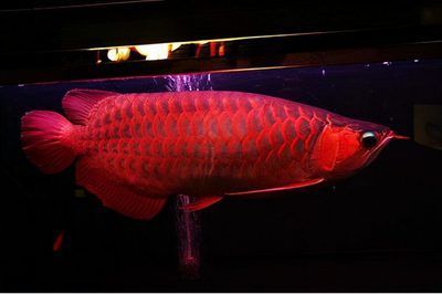 血紅龍魚圖片：血紅龍魚的高清圖片