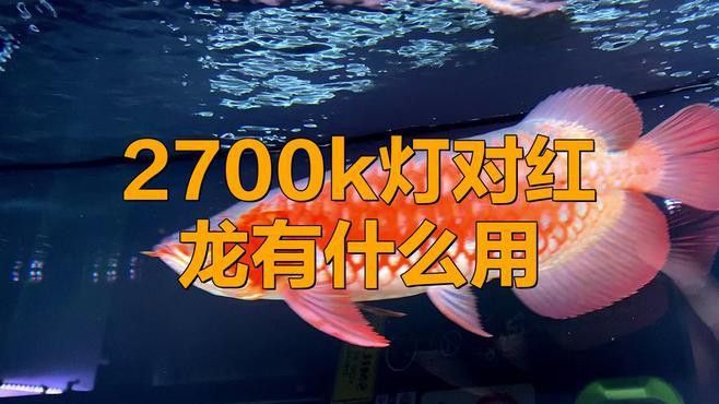 運動相機拍攝紅龍魚效果如何？