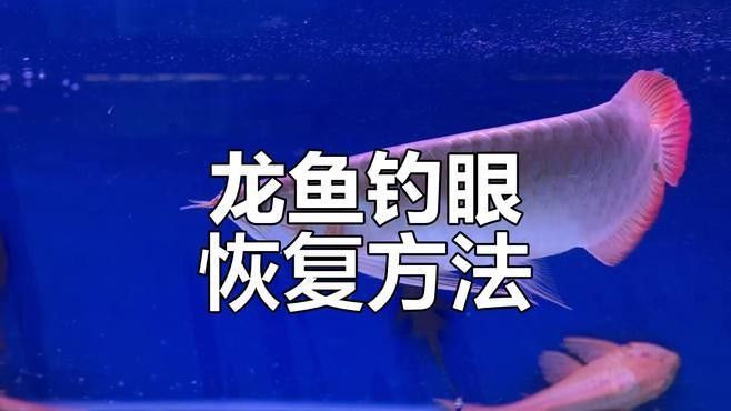 龍魚掉眼手術(shù)后多久能恢復(fù)