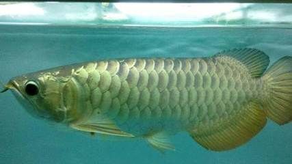 龍魚游動無力怎么回事（龍魚游動無力可能由多種因素引起，以下可能是疾病的表現）