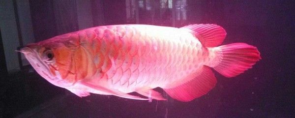 龍魚燈擺放位置圖解：龍魚燈應該擺放在哪些位置，如何避免龍魚掉眼，龍魚夜間照明注意事項