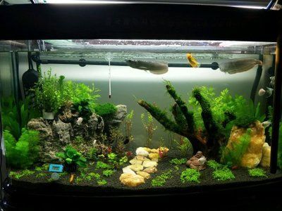 龍魚新缸開缸多久喂食最好：龍魚新缸開缸多久喂食