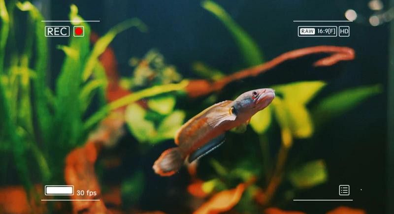 血斑雷龍魚1型活潑么