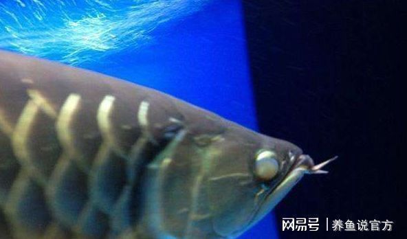 紅魔王銀版魚常見疾病預防，紅魔王銀版魚常見疾病及其預防措施