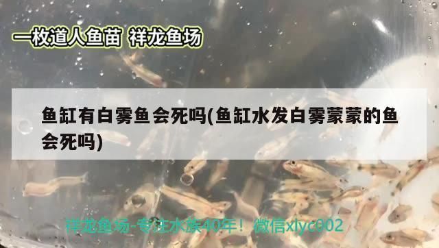 紅魔王銀版魚常見疾病預防，紅魔王銀版魚常見疾病及其預防措施