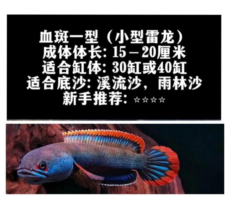 雷龍魚體型大小排行圖鑒 雷龍魚體型大小排行圖鑒 龍魚百科 第17張