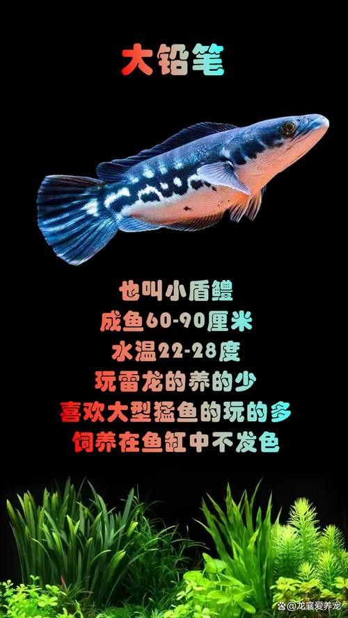 雷龍魚體型大小排行圖鑒 雷龍魚體型大小排行圖鑒 龍魚百科 第20張